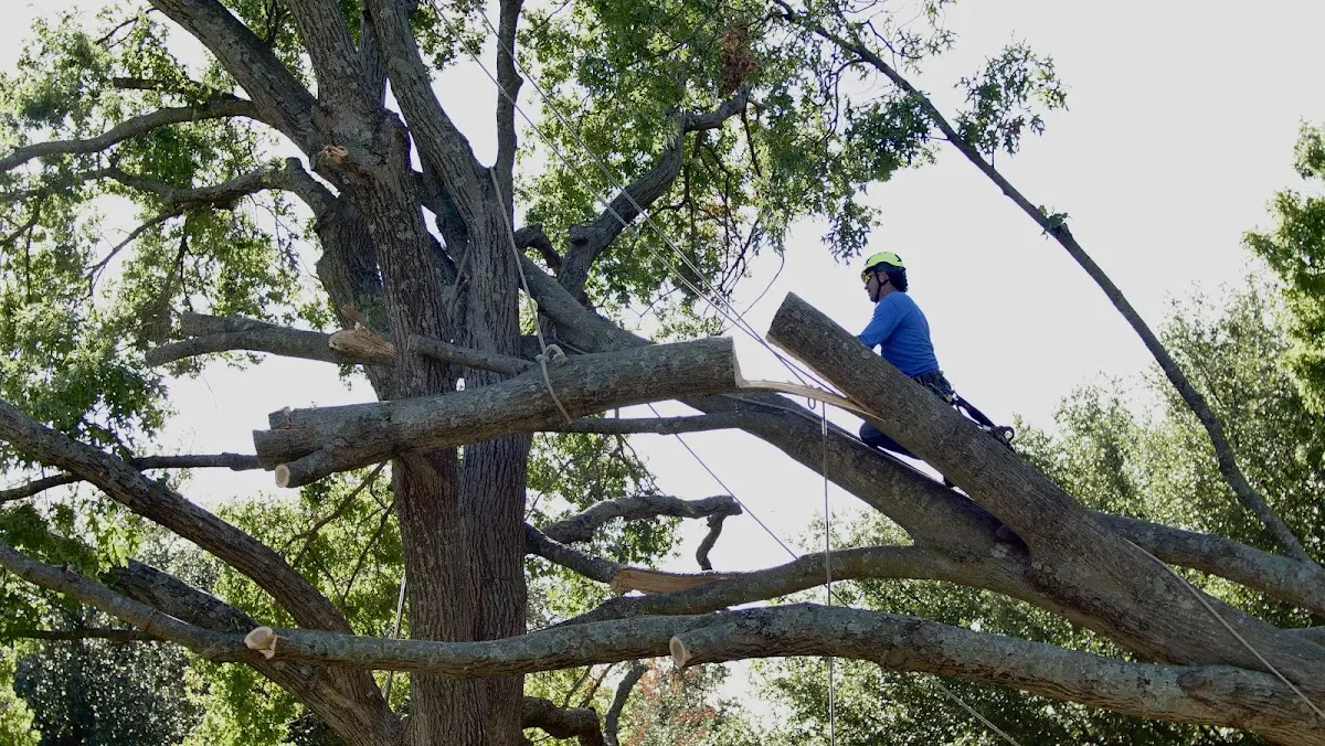 Professional Crown Thinning performed by certified arborists in Bridgeville
